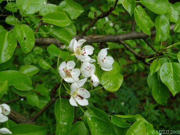 <p><em>Pyrus pyraster</em></p>