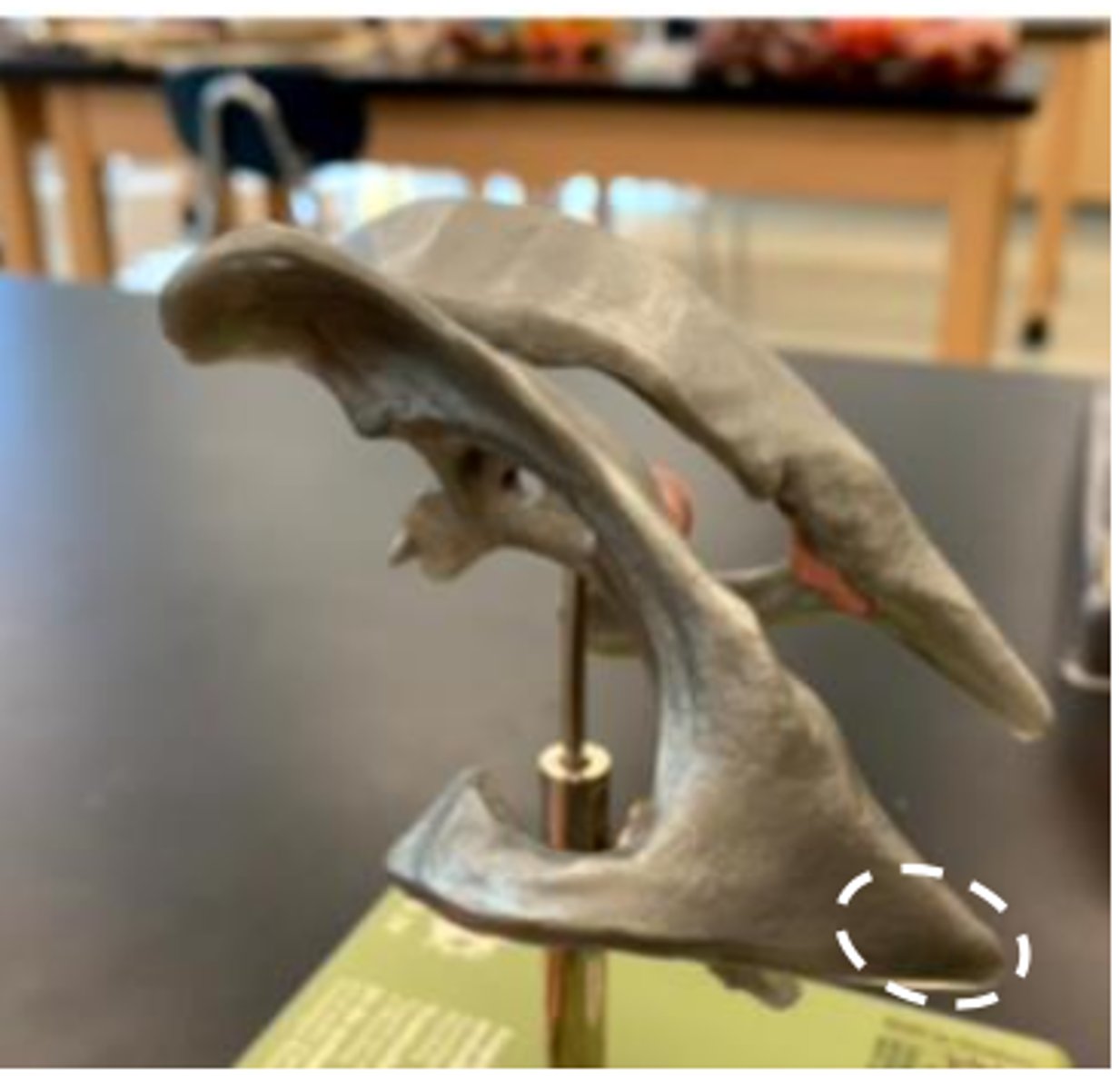 knowt flashcard image