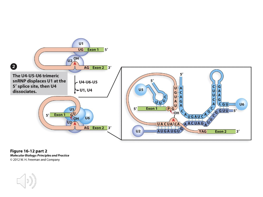 <p>A complex of proteins that binds to and replaces U1 at the 5’ splice site. U6 will bind to U2 and U4 is released.</p>