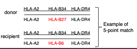 <ul><li><p>the number of HLA antigens matching, </p></li><li><p>the antibody levels of the recipient, </p></li><li><p>and the length of time a recipient has been on the waiting list.</p></li><li><p>(children under 18 get extra points)</p></li><li><p>6-point match is best</p></li></ul><p></p>