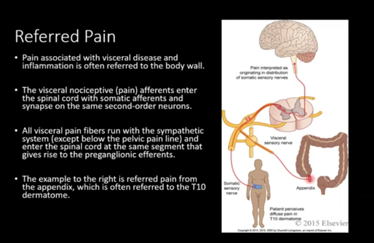 <p>-visceral afferents (sensory axons) carry sensory information from our viscera to our spinal cord</p><ul><li><p>can be involved in visceral reflexes or sometimes viscerosomatic reflexes</p></li></ul><p>-visceral sensations can be: distention, fullness, hunger, or satiety</p><p>-visceral pain is generally poorly localized and may be referred to the body wall and interpreted as somatic pain (this is called <strong>referred pain</strong>)</p><ul><li><p>Ex. when you have ischemia of the heart, the pain can be <u>referred</u> to the left shoulder or medial aspect of the left upper limb and thus interpreted as arm pain rather than pain from the heart (the actual visceral pain)</p></li></ul><p></p>