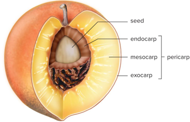 <p>Tissue between exocarp and endocarp</p>
