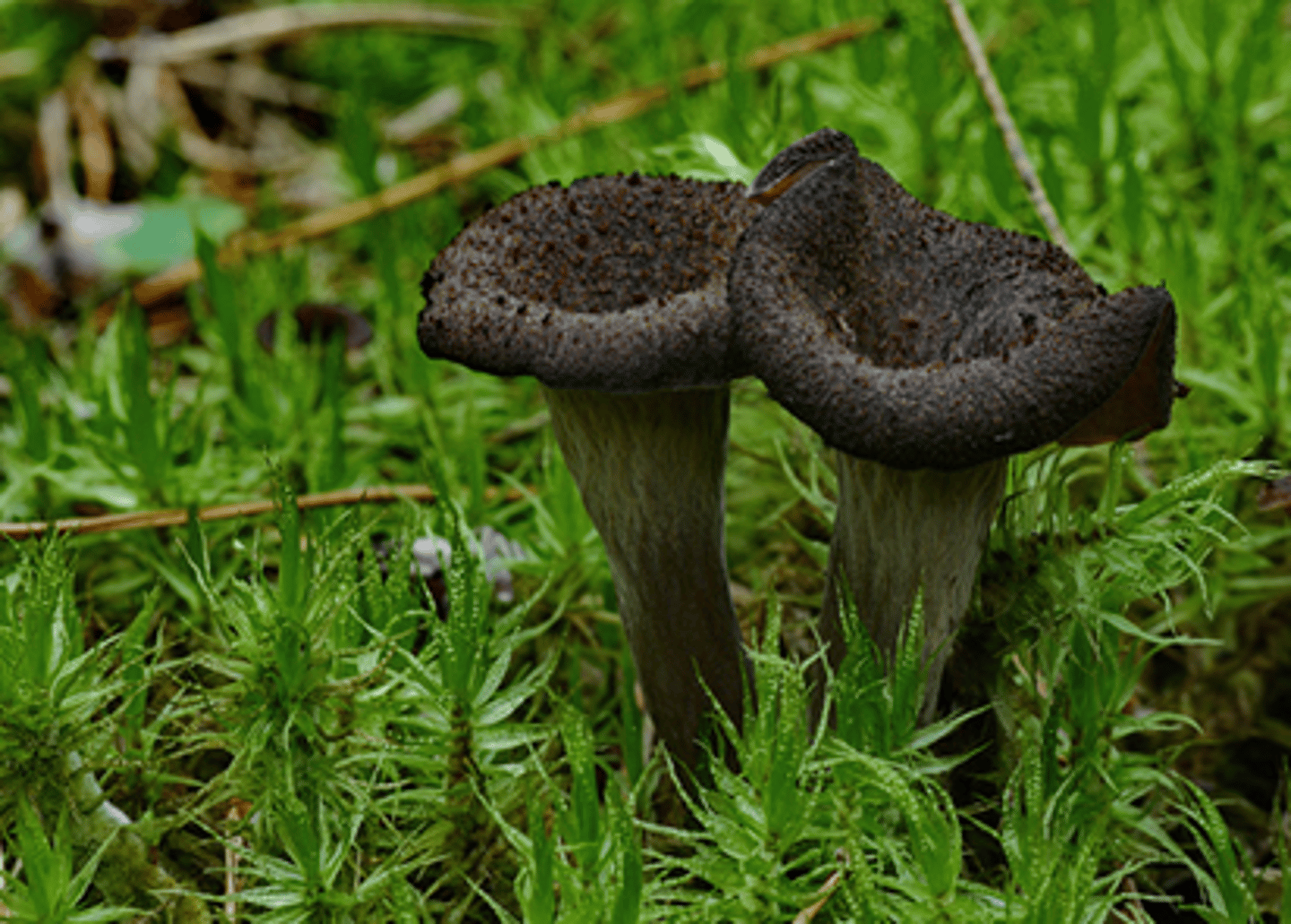 <p>-African trumpets are made of wood, metal, animal horns, elephant tusks, and gourds, ornamented with snake or crocodile skin or the hide of zebras, leopards, and other animals.</p>