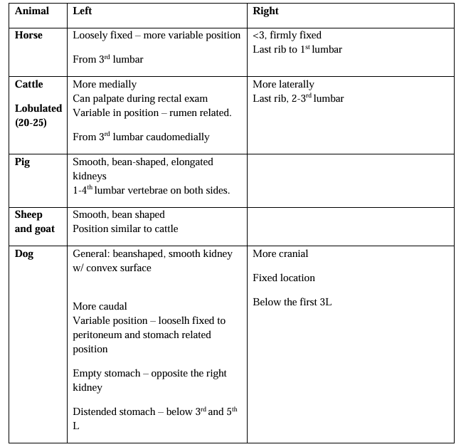 <p><strong>Topography </strong>of kidney - picture.</p><p><strong>Anamnesis</strong>: info about water intake, urinary behavior, changes in volume and quality of urine. </p><ol><li><p><strong>Inspection:</strong></p><ul><li><p>Posture</p></li><li><p>Frequency</p></li><li><p>changes in amount and quality</p></li><li><p>free of pain/dysuria</p></li></ul></li><li><p><strong>Palpation</strong>:</p><ul><li><p>rectal examination in large animals, external in small</p><ul><li><p><span style="color: purple">size, pain/tenderness, consistency (firm elastic), surface (smooth)</span></p></li></ul></li></ul></li><li><p><strong>Percussion (ONLY CATTLE)</strong></p><ul><li><p>right kidney, size and pain</p></li><li><p><span style="color: green">dull sound without enlargement and pain.</span></p></li></ul></li><li><p><strong>Special examination:</strong> X-ray, USG, renal function test, biopsy (bovine, left behind costal arch 5-10cm below) lumbar, right under L1).</p></li><li><p><strong>Ureters:</strong> normally not palpable, can feel rectally if ureteritis.</p></li><li><p><strong>Urinary bladder palpation: </strong>rectal examination in large, through abd. wall in small</p><ul><li><p><span style="color: blue">size - according to fullness</span></p></li><li><p><span style="color: blue">adhesions - no</span></p></li><li><p><span style="color: blue">consistency - elastic</span></p></li><li><p><span style="color: blue">pain/tenderness</span></p></li><li><p><span style="color: blue">presence of foreign bodies</span></p><p><em>(normal size, elastic, no pain, no foreign)</em></p><p>special: USG, Cystoscopy-color, bladder mucosa, x-ray</p></li></ul></li><li><p><strong>Urethra</strong>:</p><ul><li><p>Females: orificium urethrae with vaginal speculum, digital palpation/urethroscopy - size, shape, injuries, lesions and foreign objects</p></li><li><p>males: urehtroscopy, palpation of penis, perineal area - <span style="color: red">consistency (elastic), pain</span></p></li></ul></li></ol><p></p>