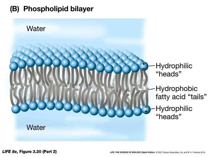 <ul><li><p>In a watery environment, the hydrophobic tails will clump together in a way that excludes water</p></li><li><p><u>Structure of lipid bilayer</u></p></li></ul><ol><li><p>Hydrophilic heads face the water</p></li><li><p>Hydrophobic fatty acid tails face each other and create the membrane barrier</p></li></ol><p></p>