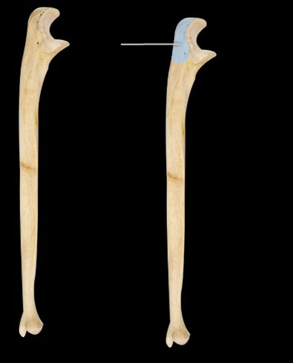 <p>articulates with the olecranon fossa of the humerus</p>
