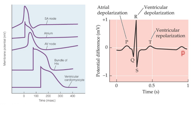 A summation of membrane potential changes (depolarization and repolarization) across all heart cells.
