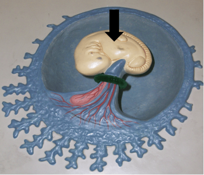 <p>Name the structure</p>