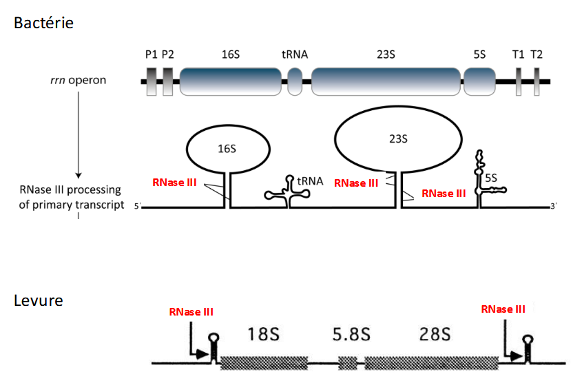 <p>1. Organisation dans les bactéries </p><ul><li><p>Les gènes codant pour les ARNr sont regroupés en <strong>opérons ribosomiques (rrn)</strong>.</p></li><li><p>Chaque opéron contient des ARNr</p></li></ul><p>2. Transcrit primaire </p><ul><li><p>Produit par l’ARN polymérase → un <strong>long précurseur polycistronique</strong> contenant 16S, 23S, 5S et ARNt.</p></li></ul><p> 3. Maturation </p><ul><li><p>Ce précurseur doit être <strong>clivé et modifié</strong> pour devenir fonctionnel.</p></li><li><p><strong>Endoribonucléases</strong> (cMaturation des ARNs ribosomiques comme RNase III) clivent le précurseur.</p></li><li><p><strong>Exoribonucléases</strong> affinent les extrémités 5’ et 3’.</p></li><li><p>Modifications chimiques (méthylations, pseudouridines) stabilisent la structure et facilitent l’assemblage.</p></li></ul><p> </p><p> </p><p><span data-name="point_right" data-type="emoji">👉</span> La maturation est donc <strong>essentielle pour la formation des ribosomes actifs</strong>, qui assurent la traduction.</p><p></p>