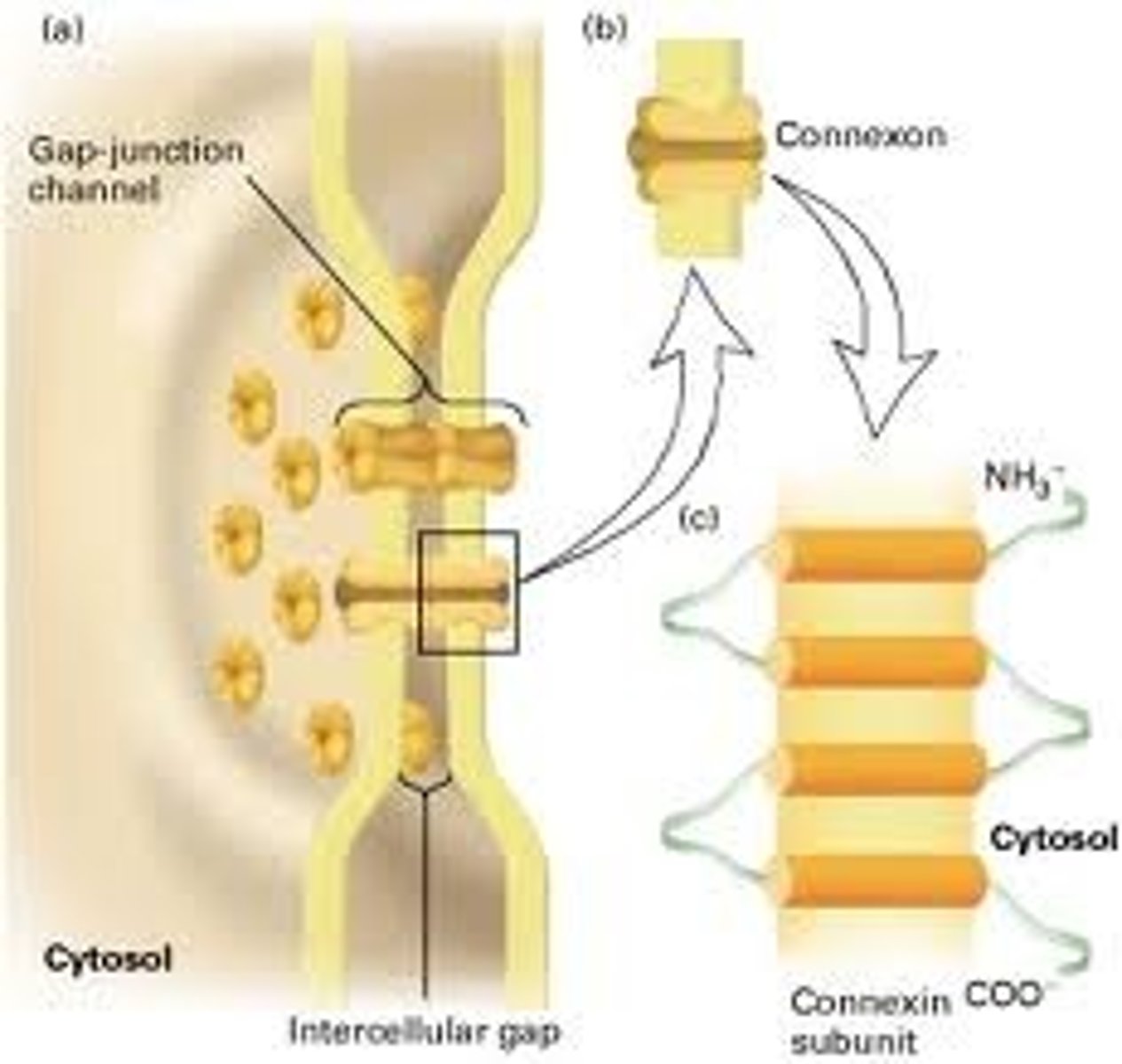 <p>A specialised type of cell junction, an example of which is the smooth muscle of the intestine. The gap's allow for effective transmission of molecules and electrical activity between the cells.</p>