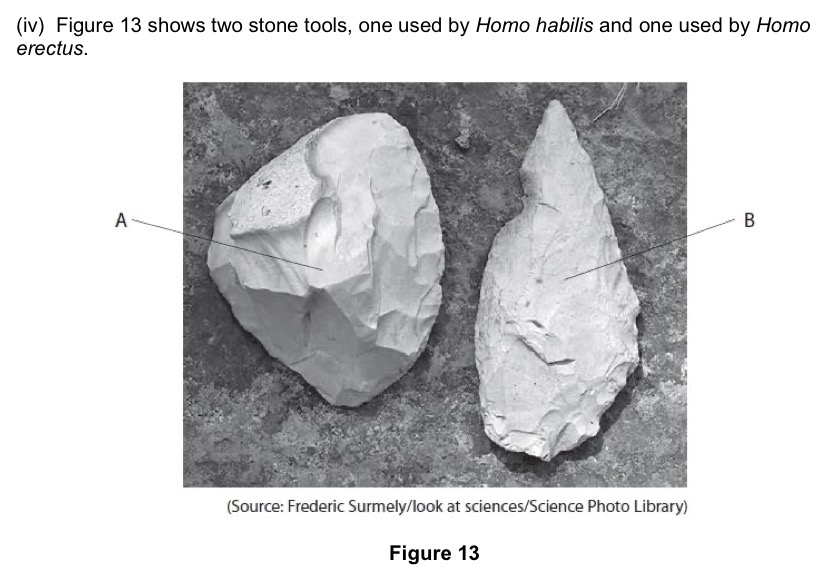 <p>Explain which stone tool was most likely to be used by <em>Homo erectus.</em></p>
