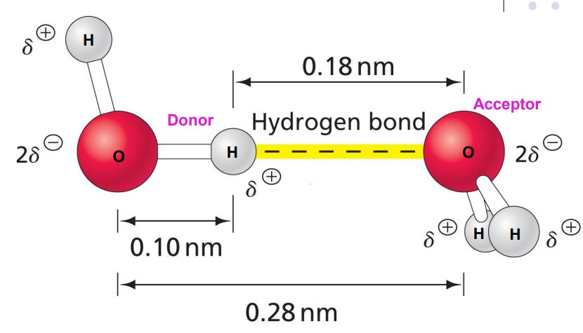 <ul><li><p>H-bond interaction is almost double the length of the covalent bond <span><span>∴ weaker bond. </span></span></p></li><li><p><span><span>Each H</span><sub><span>2</span></sub><span>O molecule can form 4 H-bonds, two as donors and 2 as acceptors. </span></span></p></li></ul><p></p>