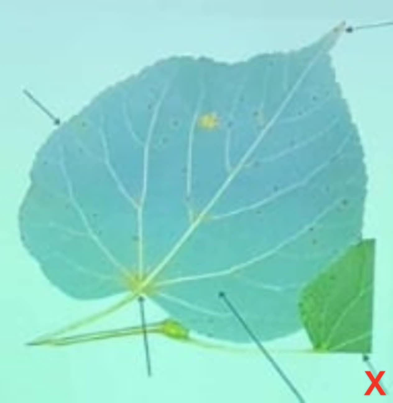 term image