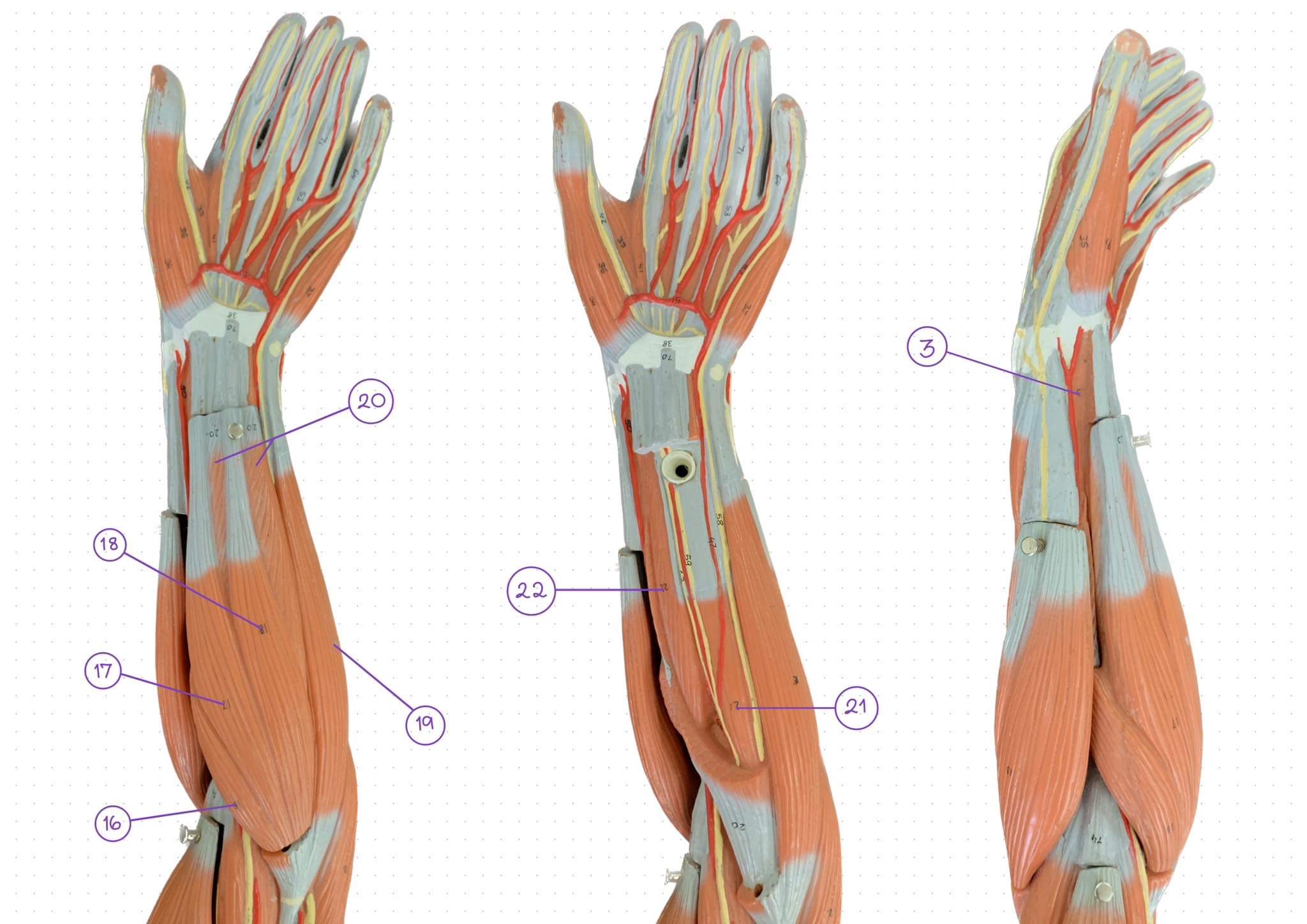 <p>Lower forearm number 19</p>