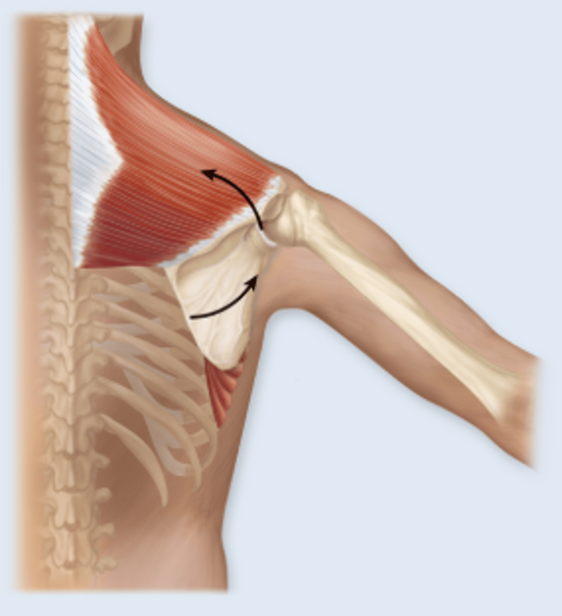 <p>genoid cavity pointing skyward</p>