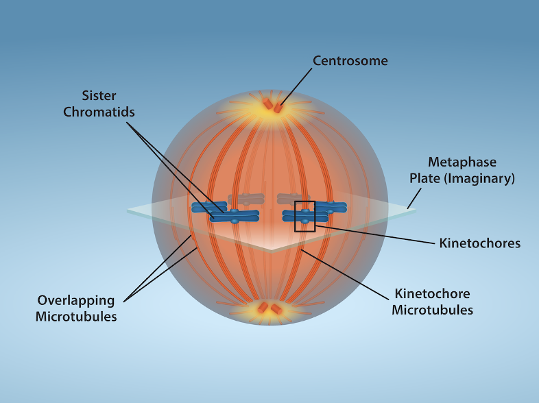 <p>cell division is completed via the physical separation of the cytoplasmic components into 2 daughter cells</p>