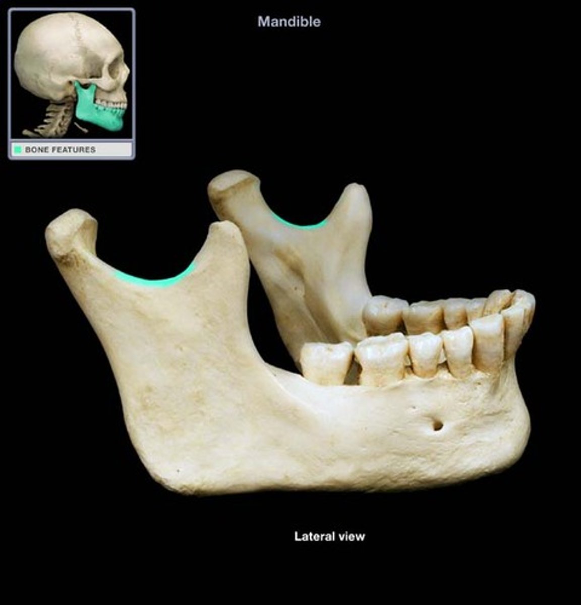 <p>the swoop between the processes of the mandible</p>