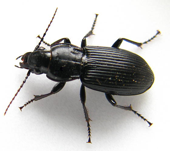 <p>carabidae</p>