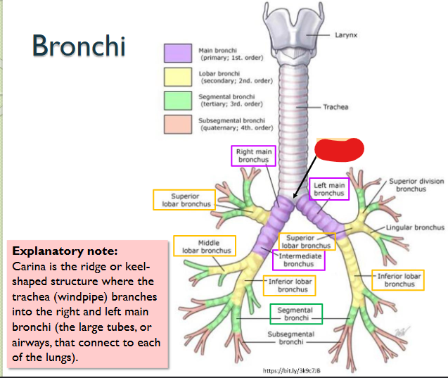 <p>What structure is this within the Bronchi?</p>