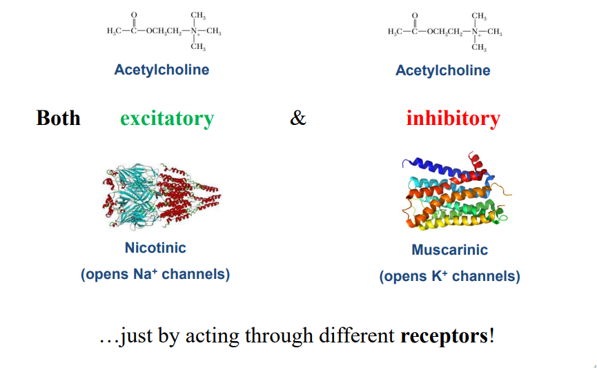 <p>The same neurotransmitter can be</p>