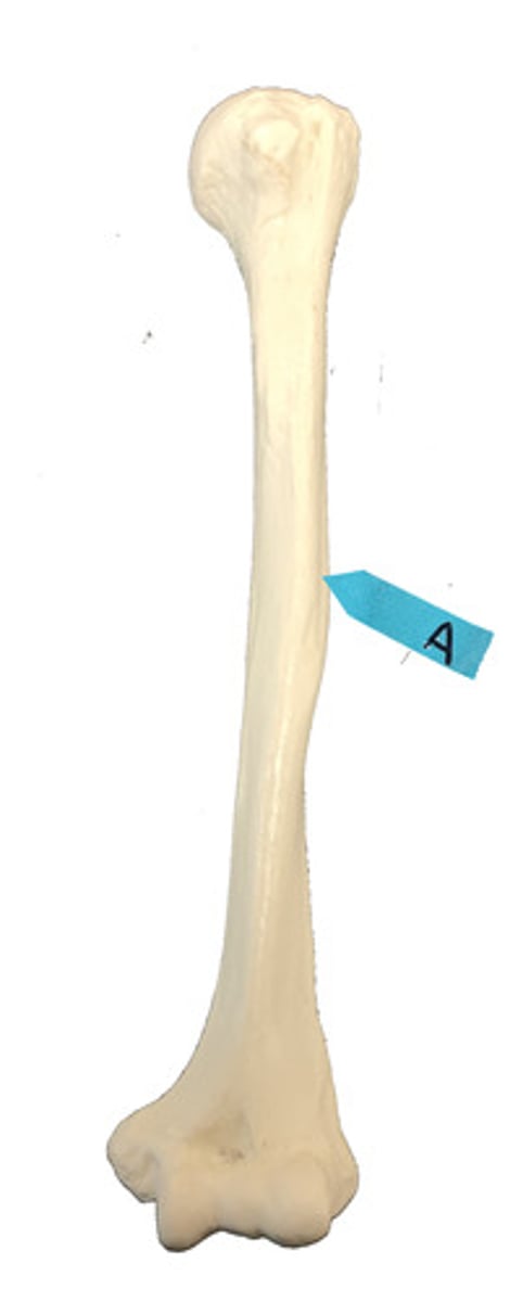 <p>Identify this bone marking.</p>