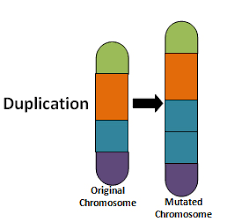 <p>What is the chromosomal abnormality of duplication? </p>