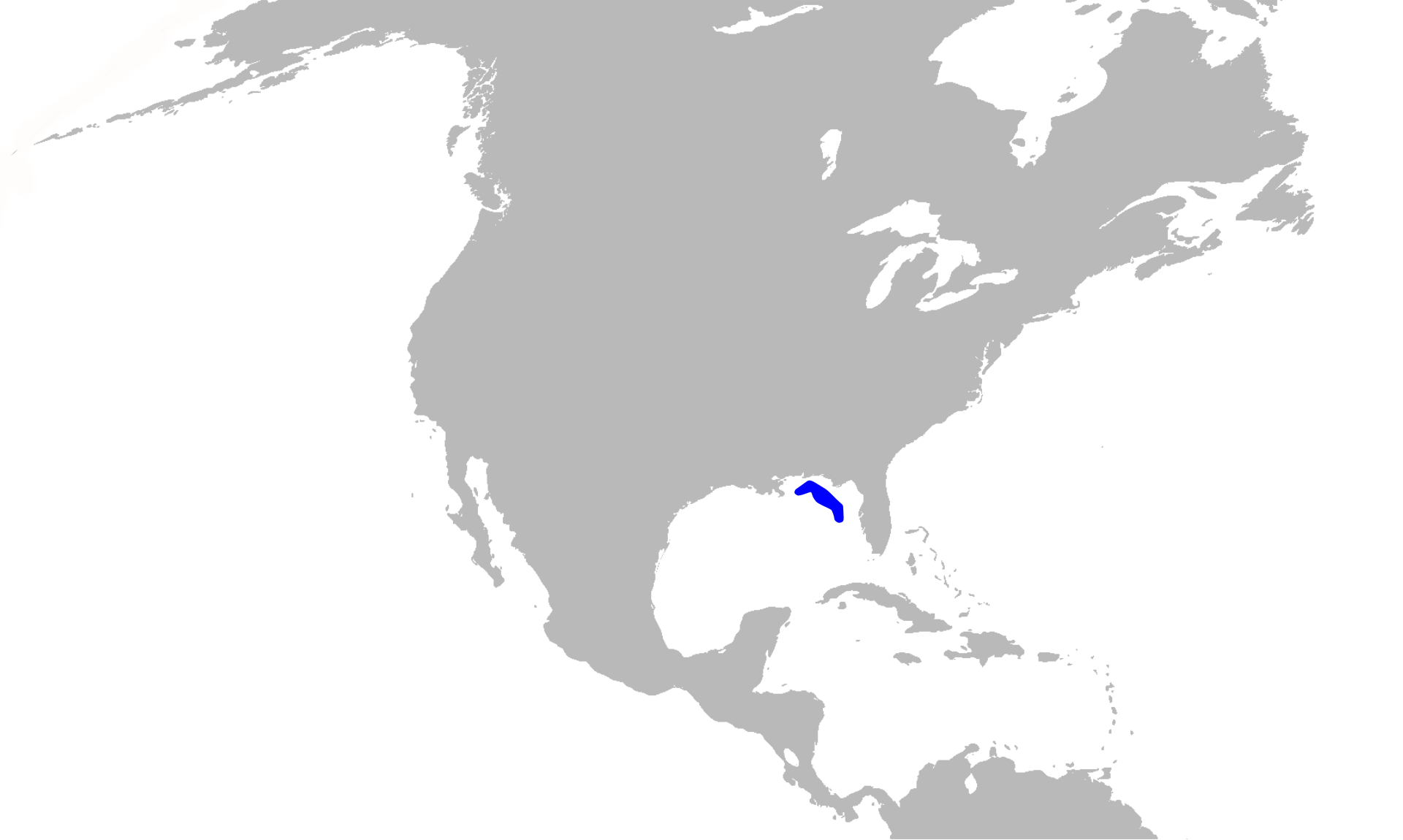 <p>Rice's whale<br>(<em>Balaenoptera ricei)</em><br><span>Gulf of Mexico</span><br><span>-three prominent ridges in front of their blowhole</span><br><span>-Body is sleek</span><br><span>-Pectoral fins are slender and pointed</span><br><span>-Dark gray on top with a pale to pink belly</span><br><span>-broad fluke, or tail, and a pointed and strongly hooked dorsal fin (2/3)</span></p>