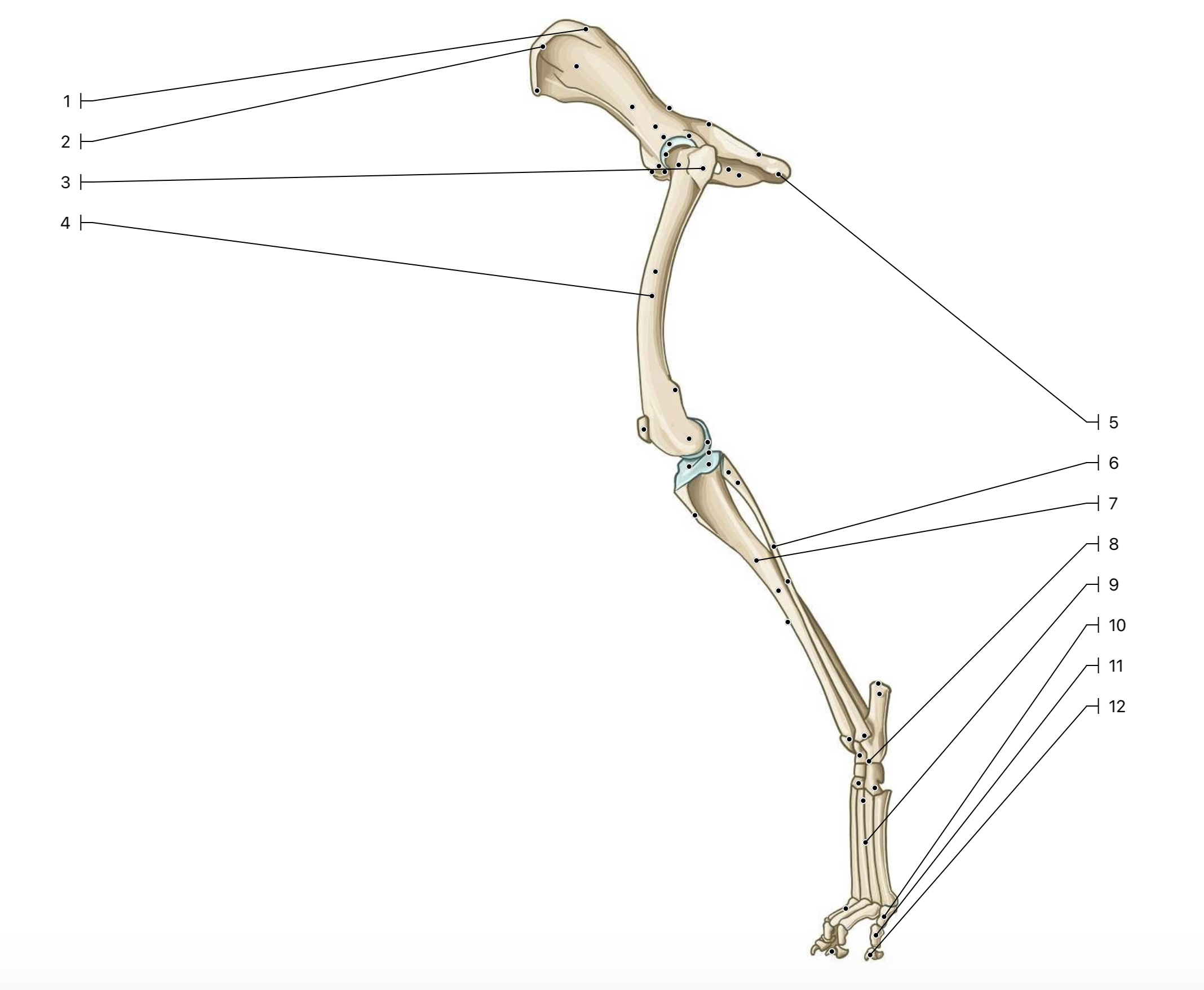 <p>This is a lateral view of the pelvic limb. What label represents the femur?</p>