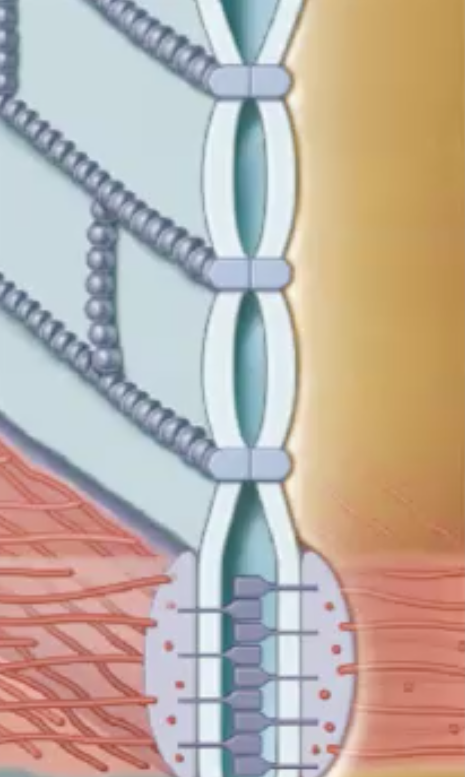 Tight Junctions function