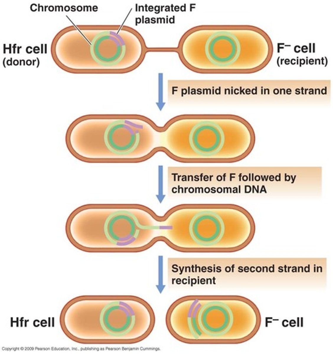 <p>F plasmid transfer conjugation: the donor bacterium has a fertility plasmid that allows the synthesis of a conjugation (sex) pilus. Donors can transfer this plasmid to recipient cells of a related species or genus that do not have a fertility plasmid. Then the recipient cell can make the pilus.</p><p>Hfr conjugation: The donor's fertility plasmid has been integrated into the bacterial chromosome.</p><p>When conjugation occurs, a portion of the chromosome and a portion of the fertility plasmid are transferred to the recipient. This can lead to recombination of donor genes to the recipient cells but these cells cannot produce the pilus due to incomplete transfer of genes</p>