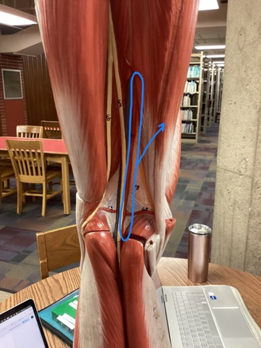 <p>behind the knee</p>