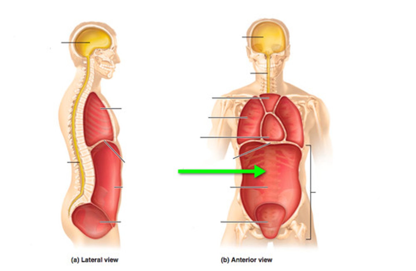 <p>Contains the stomach, intestines, spleen, and liver, and other organs.</p>