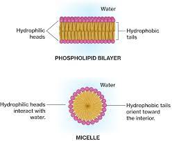 <ul><li><p>arranged in layer on water with heads in water and tails sticking out</p><p>OR</p></li><li><p>form micelles-rings/circles</p></li></ul>