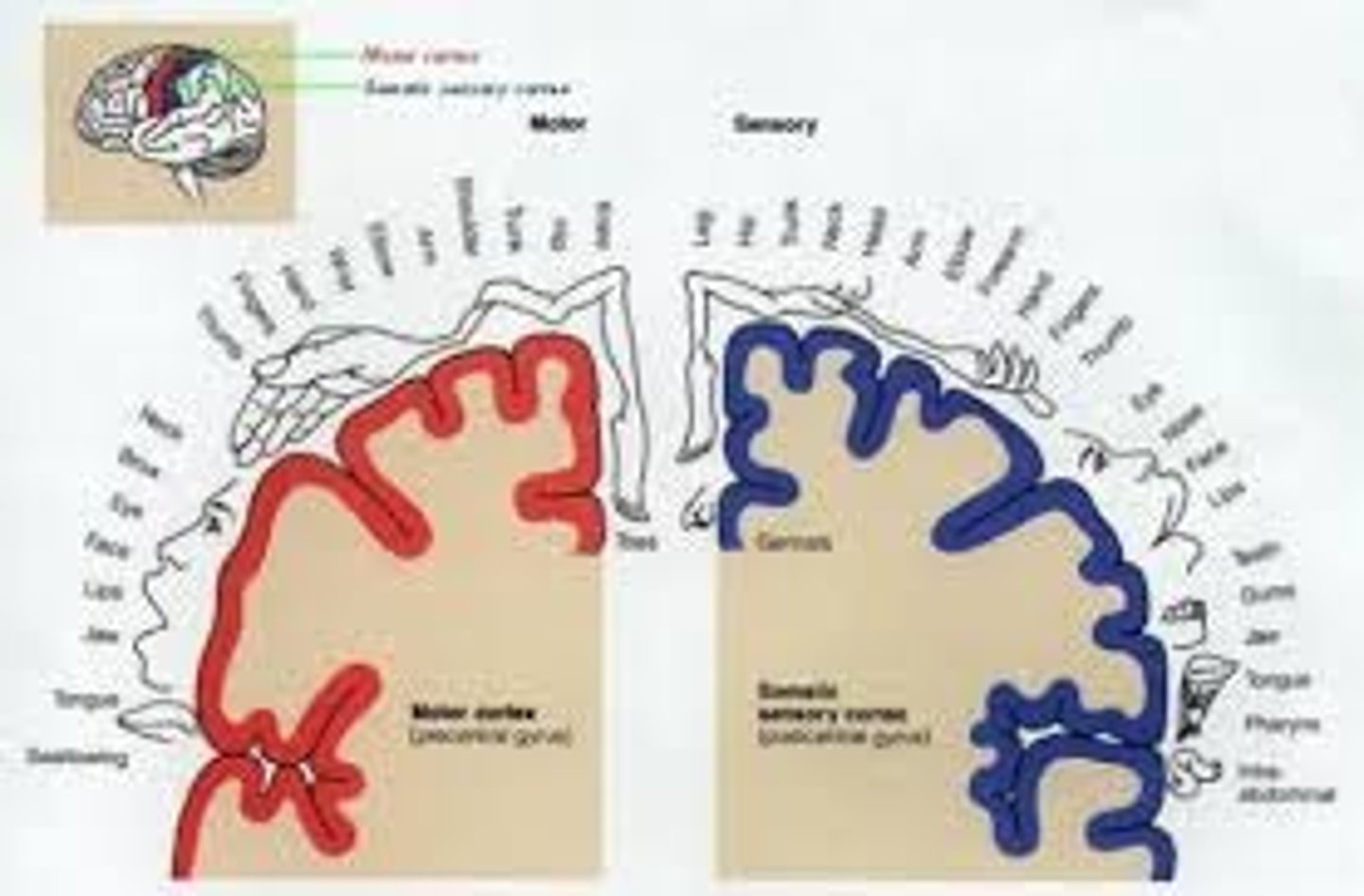 <p>Contralateral LE weakness and sensory loss > UE</p><p>- homunculus; ACA runs midline in the front of the brain, where LE distribution is dominant</p>