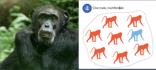 <ol><li><p>“Poly<u>gynous</u>” harems</p></li></ol><p></p>