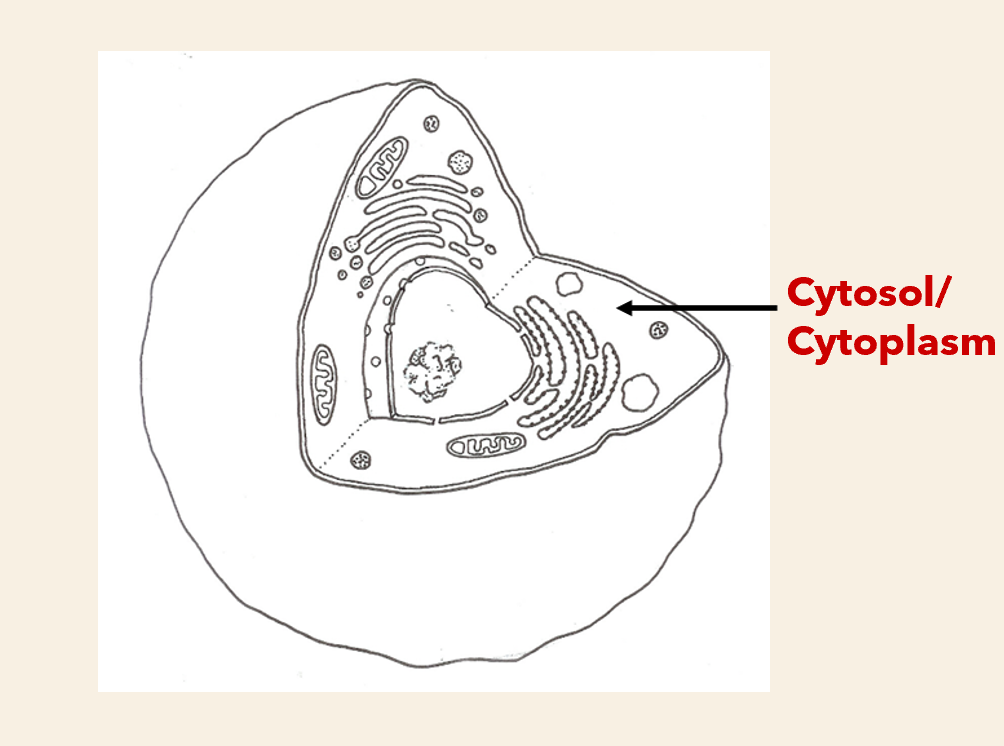 <p>Structure: </p><ul><li><p>Thick fluid of cytosol (75-90% water some w/ dissolved substances)</p></li><li><p>organelles  are suspended in.</p><p></p></li></ul><p>Function: </p><ul><li><p>allows chemical reactions to occur</p></li></ul><ul><li><p>shapes of cell</p></li></ul><p></p>