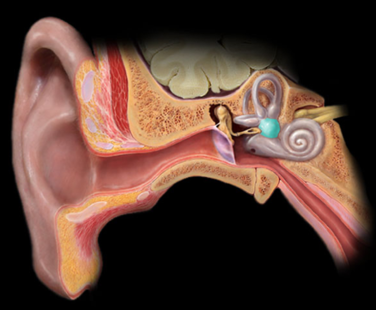 <h4 collapsed="false" seolevelmigrated="true"><strong>Location:</strong></h4><ul><li><p>Temporal bone (petrous part)</p></li></ul><h4 collapsed="false" seolevelmigrated="true"><strong>Description:</strong></h4><ul><li><p>The vestibule is part of the bony labyrinth</p></li><li><p>The vestibule contains the utricle and saccule</p></li><li><p>The utricle and saccule are membranous sacs at base of semicircular ducts</p></li></ul><h4 collapsed="false" seolevelmigrated="true"><strong>Comment:</strong></h4><ul><li><p>The membranous utricle and saccule are part of the vestibular apparatus, i.e. organs of equilibrium</p></li></ul>