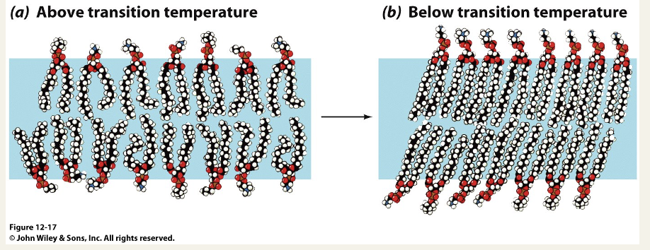 <ul><li><p>below the transition the bilayer is no longer liquid but adopt a more ordered gel phase - a type of solid state </p></li><li><p>the transition temperature depends on the chemical structure of the lipids</p></li></ul><p></p>