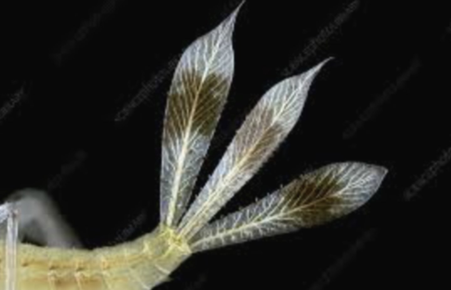 <p>Aquatic adaptations in larvae allowing gas exchange in the rectal area.</p>