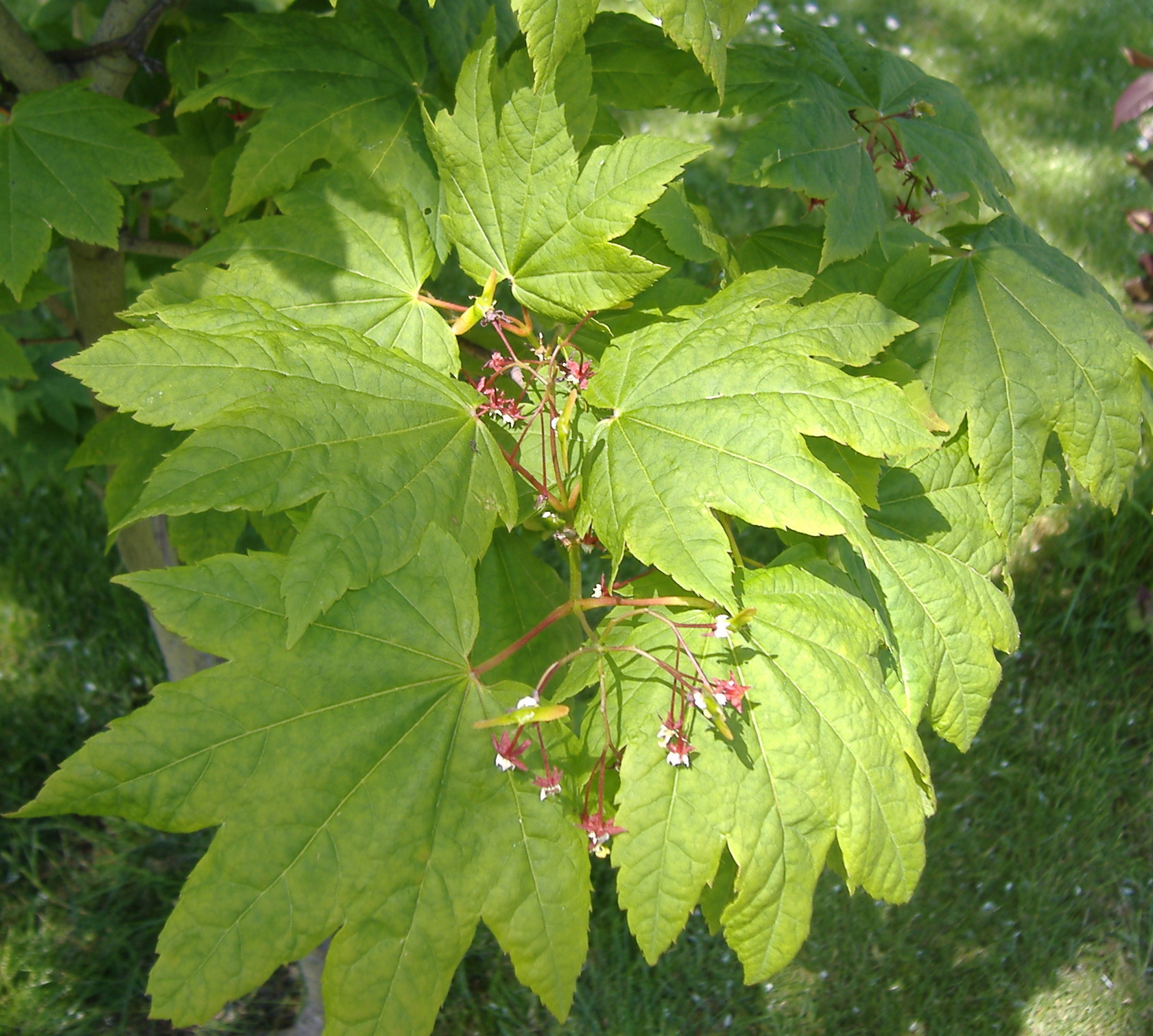 <p>broadleaf, smaller leaf, exterior ovary/buds. symmetric</p>