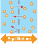 <p>Dynamic equilibrium</p>