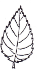 <p>Margin of leaf?</p>