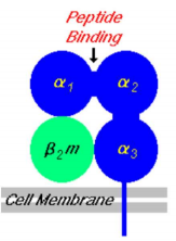 <p>•Necessary for activation of cytotoxic T cells</p><p>•Heavy alpha chain with 3 domains- a1, a2, a3</p><p>•Light B2 microglobulin associated chain</p><p>•Antigenic peptides between 8-10 amino acids bind to the a1 and a1 domains</p>