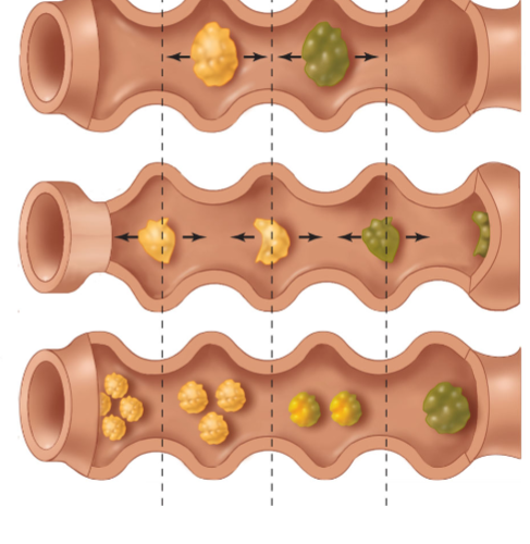 <p>Contraction and relaxation of intestinal segments where the contents are not moved forward, but rather bounced around to mix them and further break them down. Slows down transit time to allow for increased absorption and contact with digestive enzymes</p>