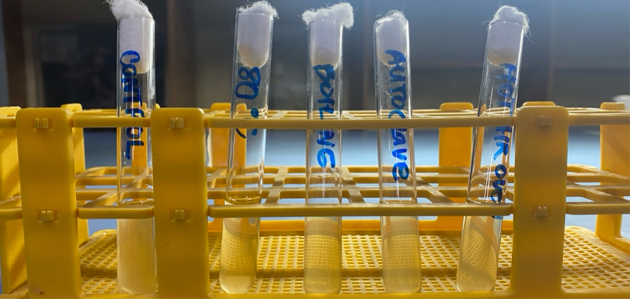 <p>In this test, each test tubes are labelled as Control, 80C, boiling, autoclave, and hot air oven, and the organism used is Escherichia coli; Which test tube would show no bacterial growth?</p>