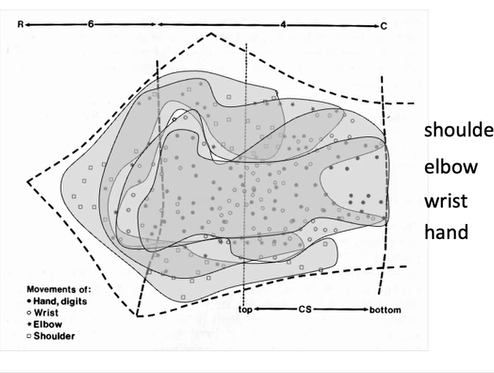 <ul><li><p>research discovered a lot more overlap between representation of body parts than expected</p></li><li><p>don’t know what this overlap means - could be how much the body parts have to work together for movement</p></li></ul><p></p>