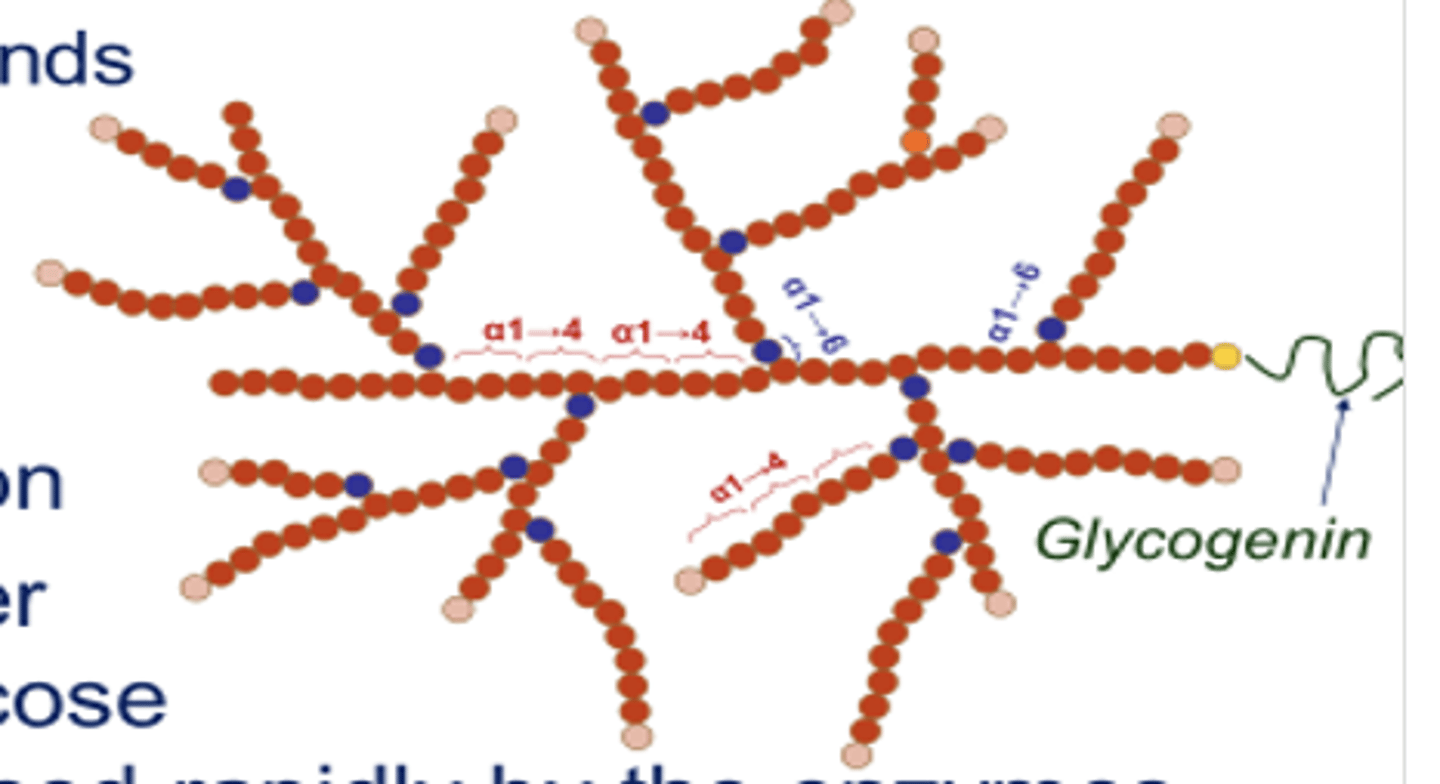 <p>1. enhances solubility</p><p>2. acceleration of synthesis</p><p>3. increased sites for degradation</p>