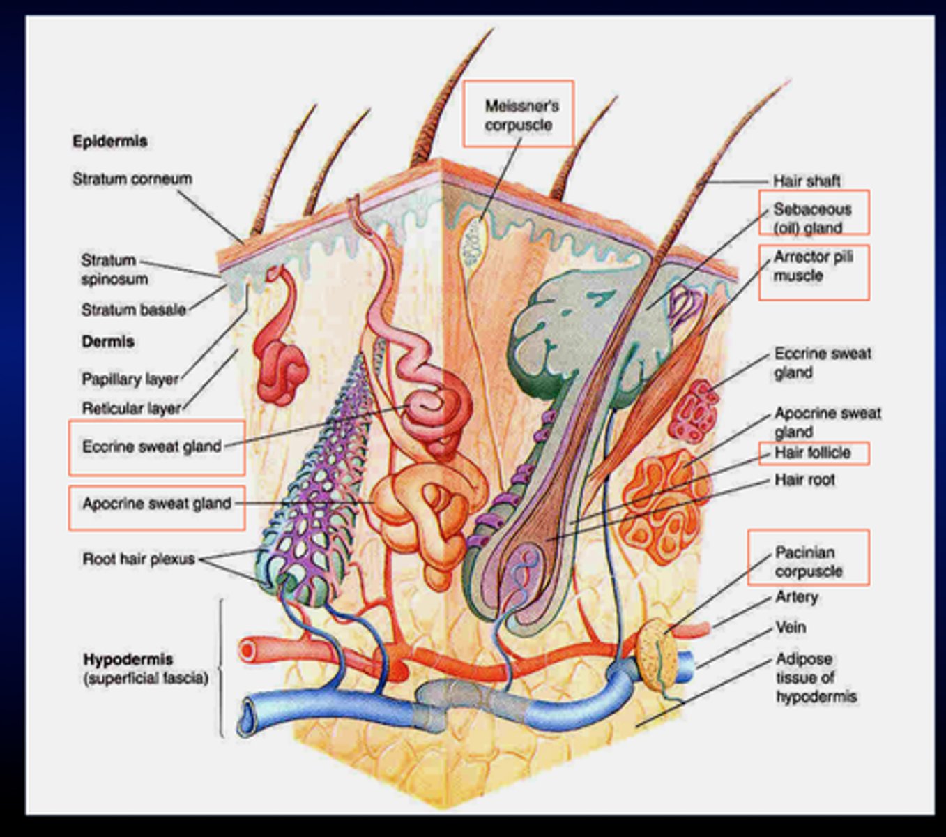<p>epidermis (superficial region) is epithelial tissue; dermis (underlies epidermis) is mostly fibrous connective tissue</p>