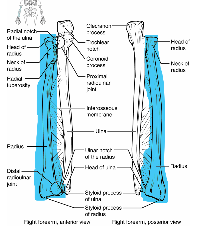 <p>lines up with thumb</p><p>general shape- head near elbow looks like screw, slight curve in shaft, bottom gets wider near wrist</p><p>head → attaches w/ capitulum of humerus</p><p>radial tuberosity → attachment site for biceps brachii, protrudes into ulna</p><p>shaft- long portion of bone</p><p>styloid process- tiny point at bottom near wrist</p>