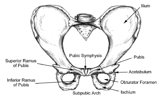 <p>2 hipbones</p><p>Ilium</p><p>ischium</p><p>pubis </p><p>pubic symphysis- right where the 2 sides of the pubis join</p><p>acetabulum- where head of femur rotates/articulates </p>